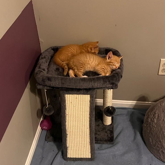 My grandkittens- they’ve grown! 6 months old now! - Picture 11 of 17